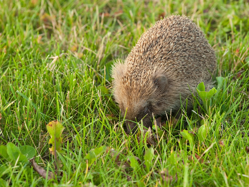 Erinaceus europaeus European Hedgehog Egel
